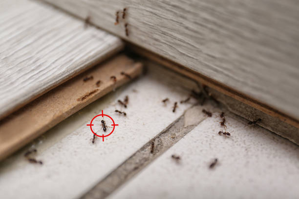 Best Emergency Pest Control  in Sycamore, IL