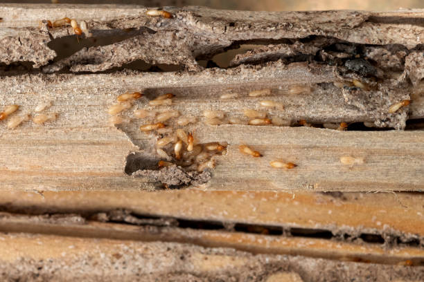 Best Cockroach Control Services  in Sycamore, IL